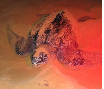 Sea Turtle going back to the ocean after laying her eggs on Bluff Beach in Bocas del Toro, Panama